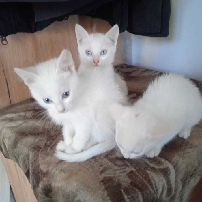 Три невероятные красотки готовы к укотовлению