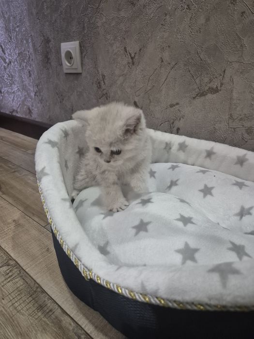 В продаже 4  котенка