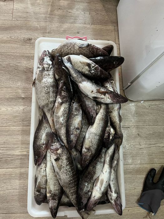 Каспийский Судак