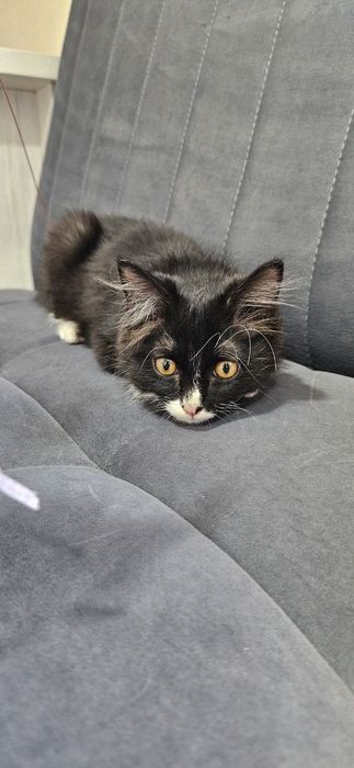 Котёнок мальчик Ташкент
