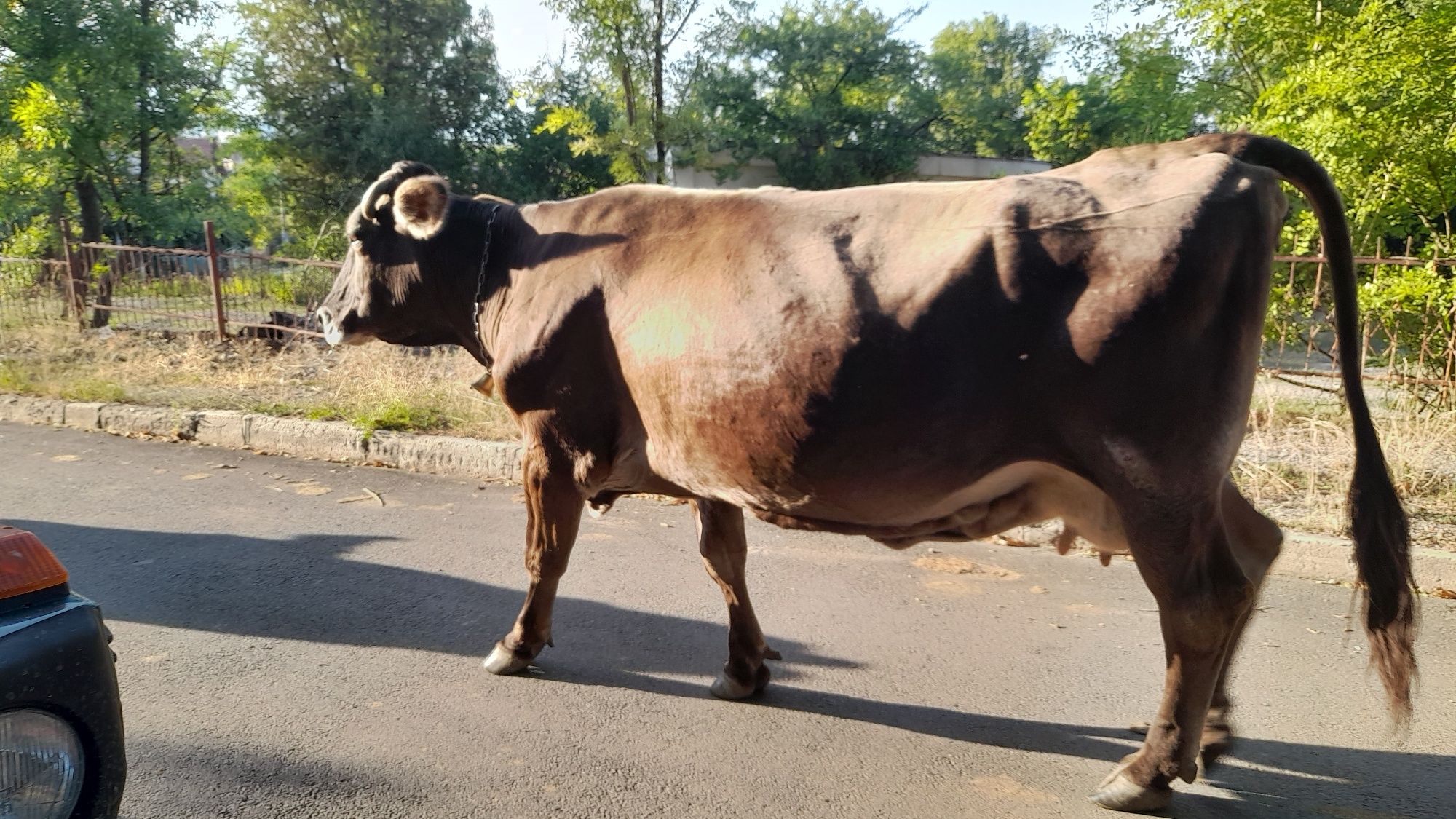 Продавам две дойни крави, преди отелване