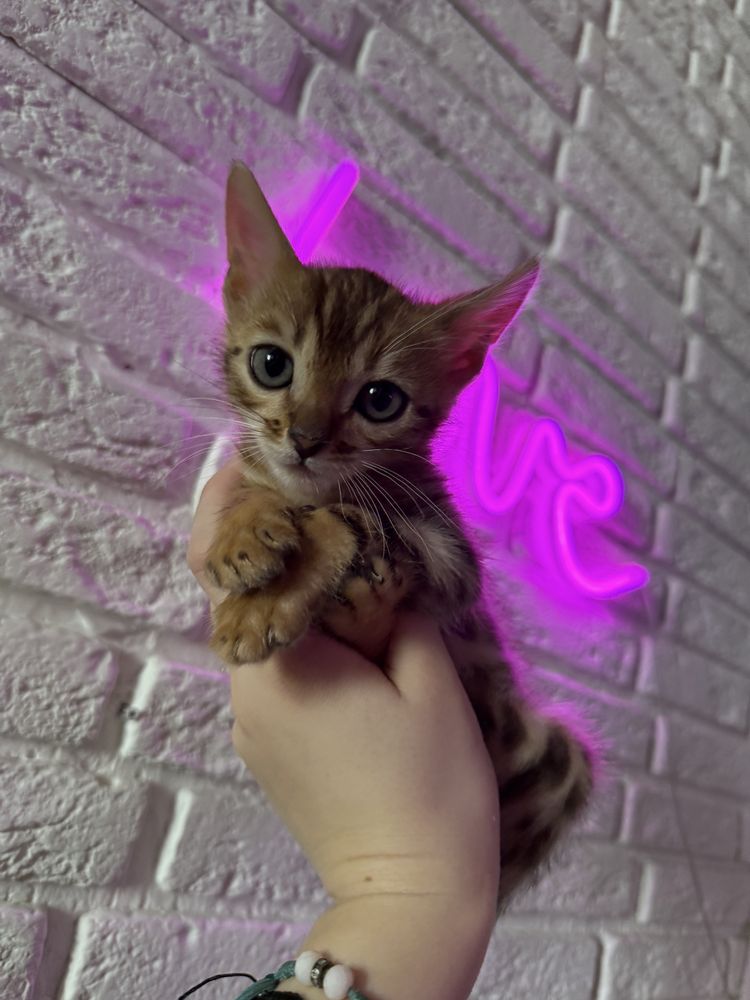 Бенгальский котенок