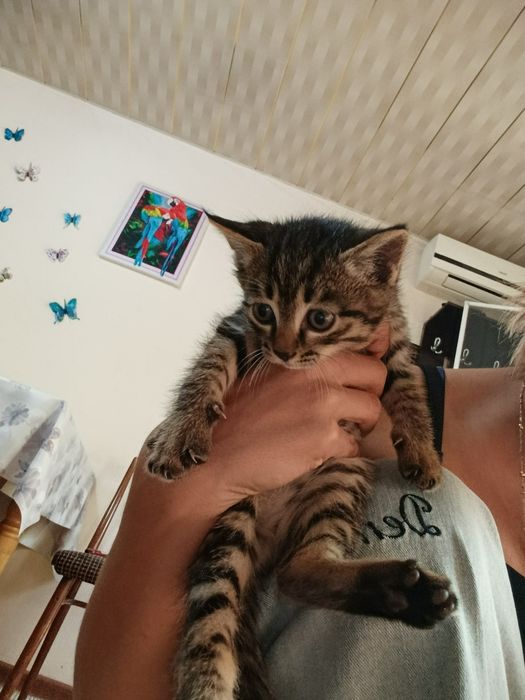 Котята мальчики 2 месяца в добрые руки