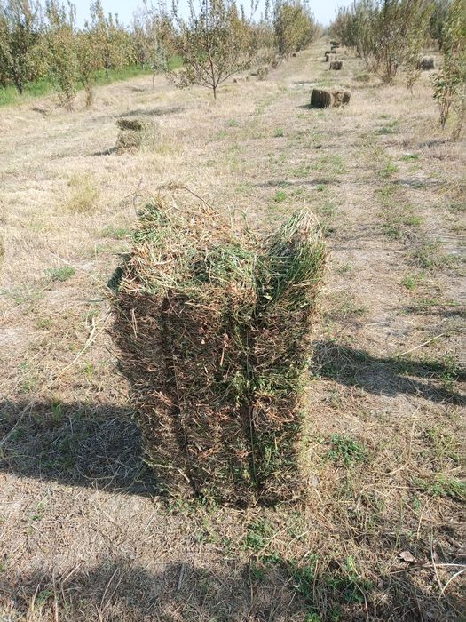 Beda begona o't aralash press sotiladi
