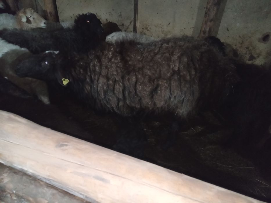 Породам баран оптом