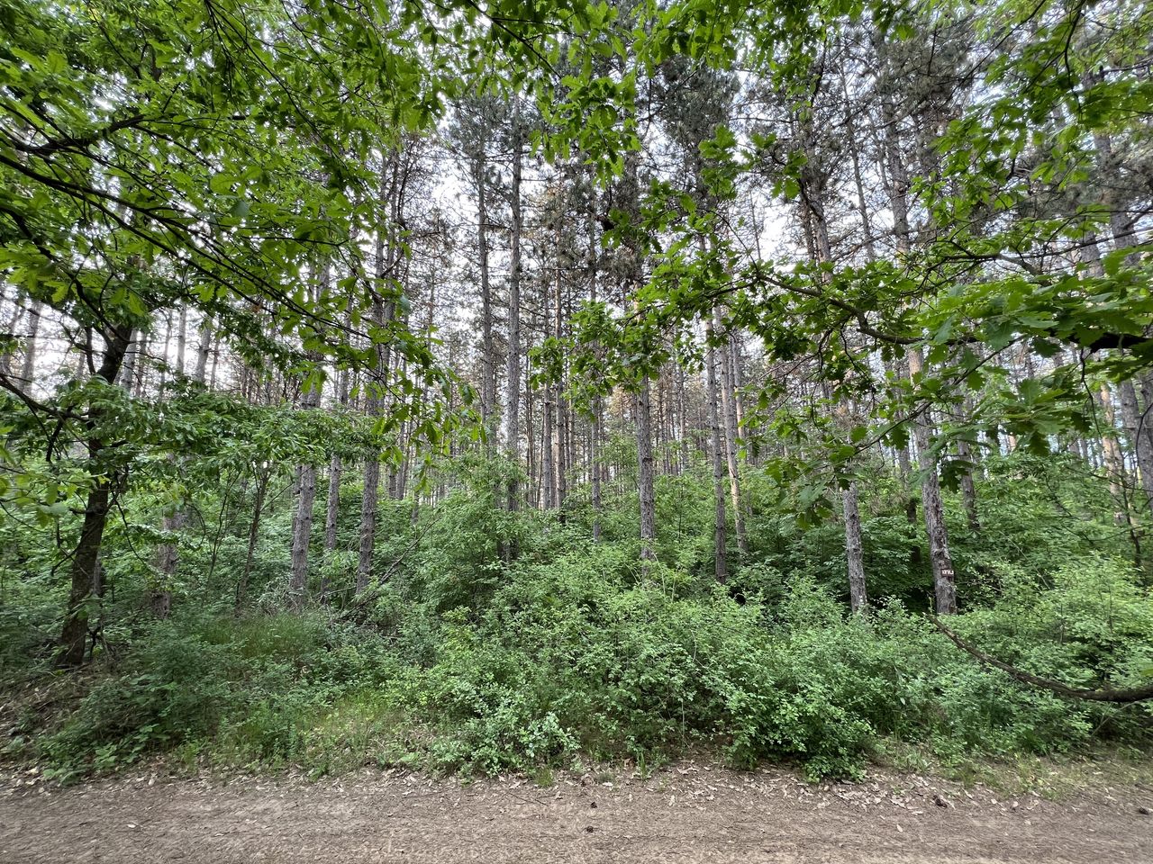 Продава се Парцел в с. Зетьово, Област Бургас - 10533 кв.м за 1 €/кв.м - Снимка #4