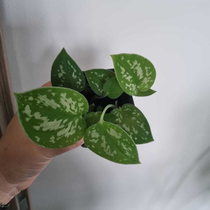 Plante verzi & variegate: Scindapsus, Monstera, Philo, Syngonium etc