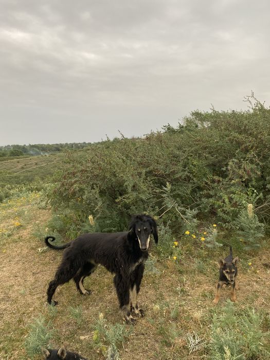 Продам тазы  тайган