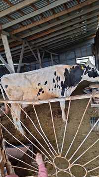 Продам коров. Порода гольштейн.чистокровные обьем молока 18-20литров