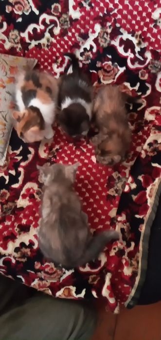 Отдам котят в хорошие руки