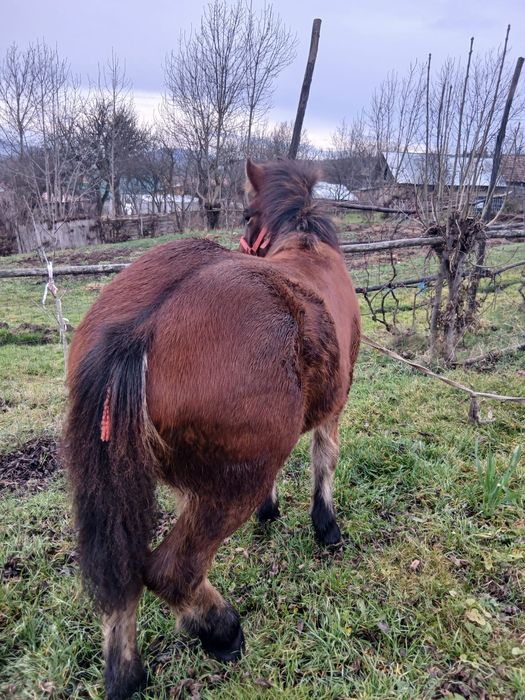Schimb cu vaca vitei vitele