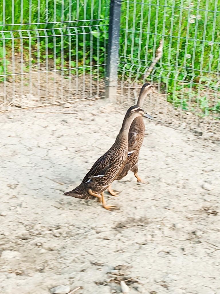 Ouă rațe alergătoare