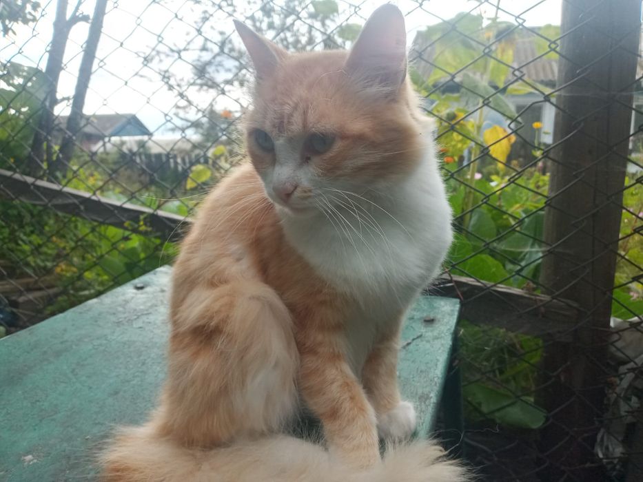 Отдам кошек и котов , все домашнии