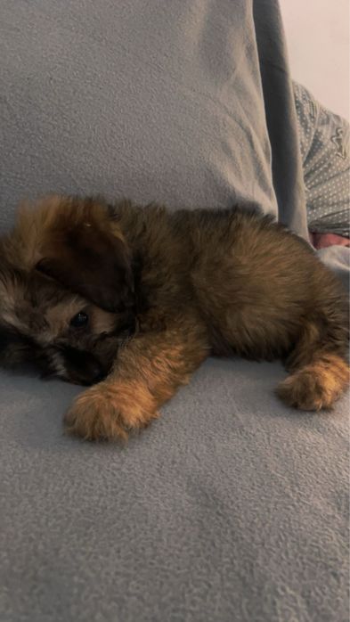 Bichon havanez fată