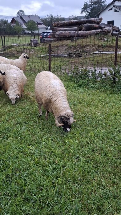 Vând 5 oi, 2 berbeci si 2 cârlani