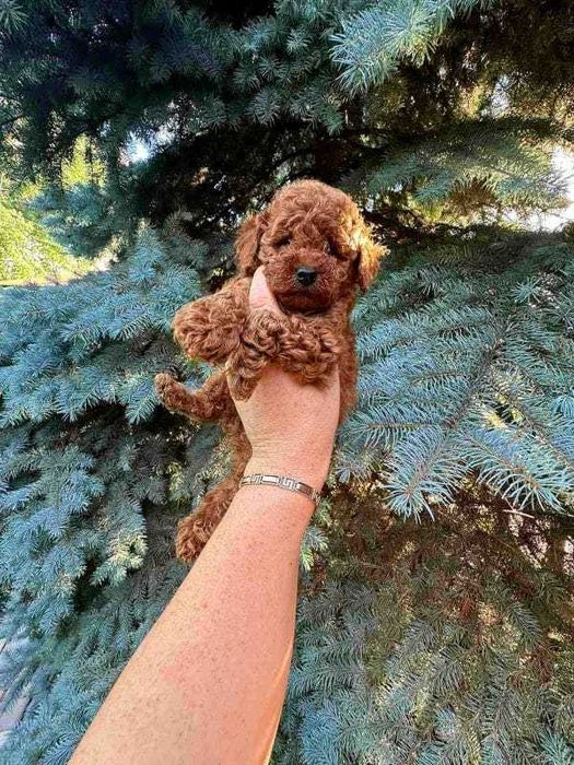 De vanzare Pudel red talie mini la pret de crescator/transport