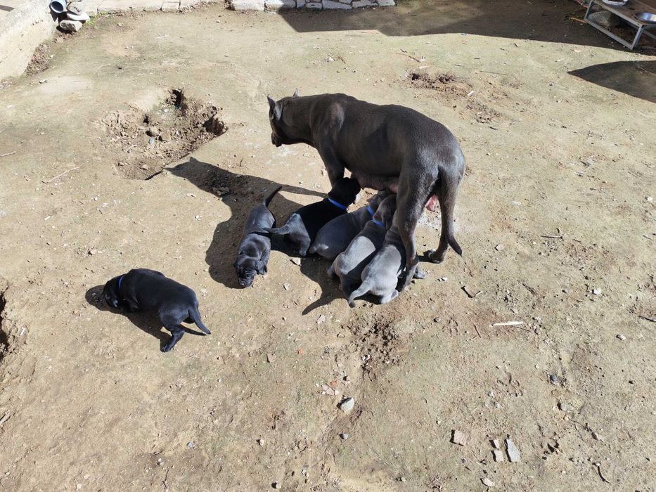 Кане Корсо кутрета cane corso