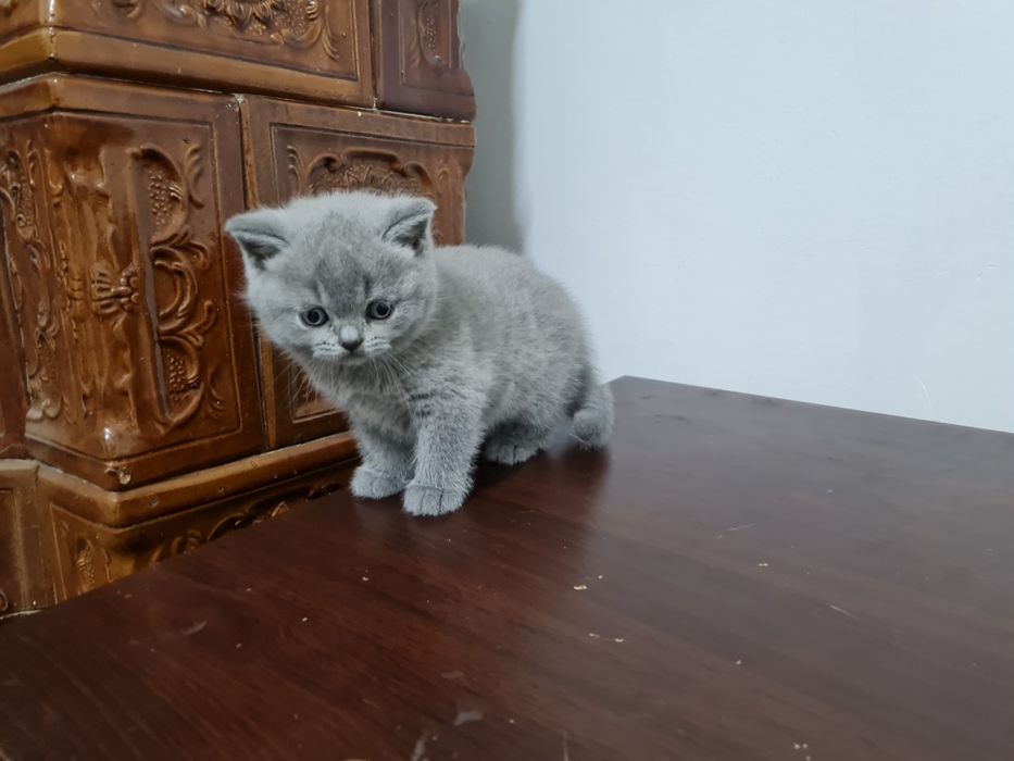 Pisic British Shorthair blue