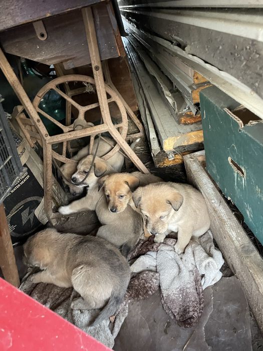 Cățeluși spre adoptie