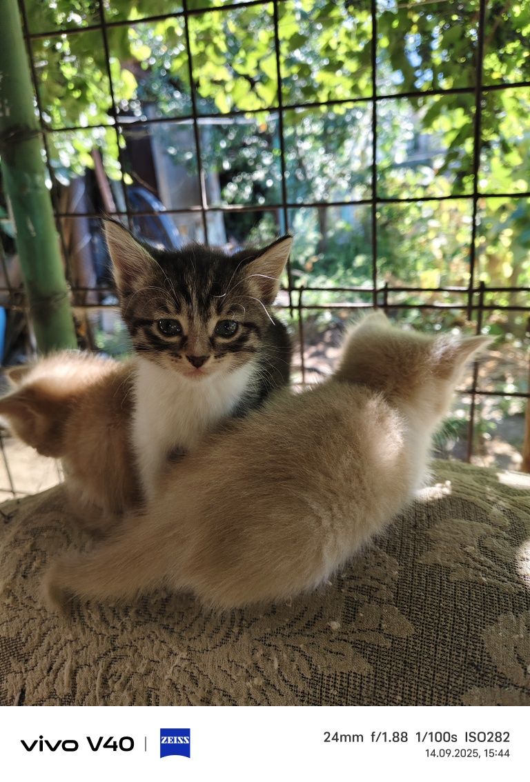 Котята в добрые руки