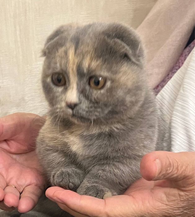 Кошечка вислоухая манчкин мини лапки
