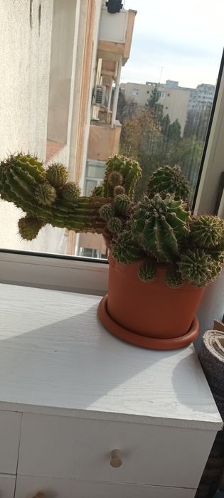 Cactus cu flori roz