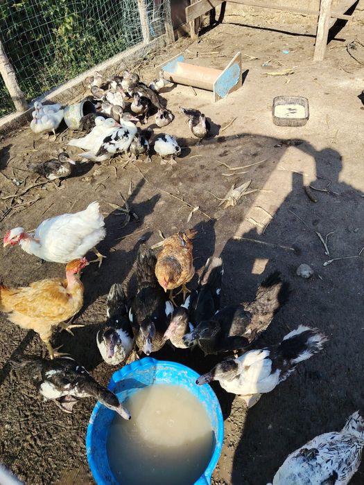 Rate leșești boboci