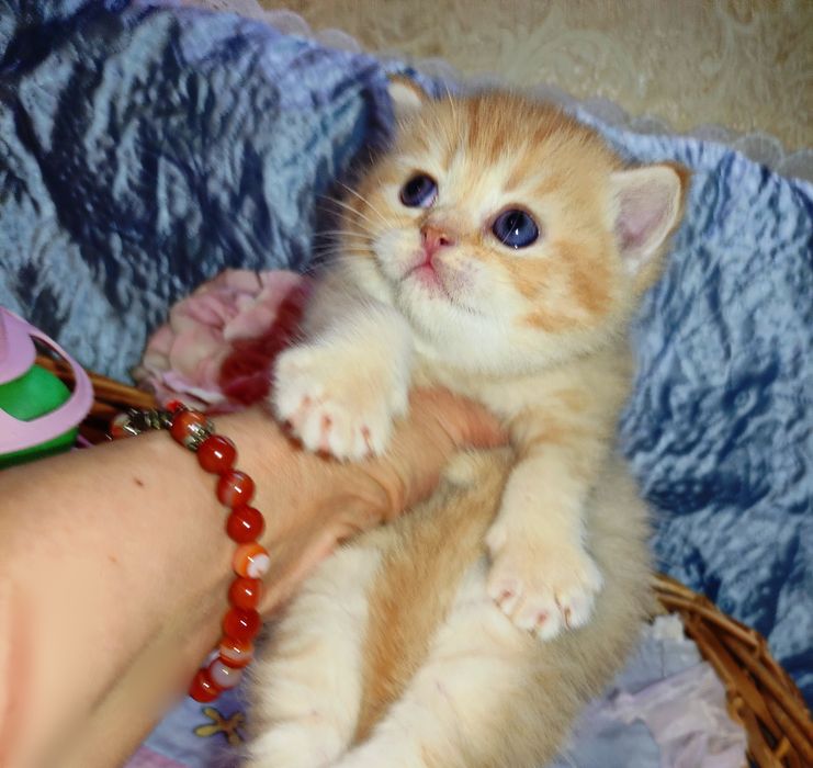 Продается шикарный котенок мальчик, золотая шиншилла.