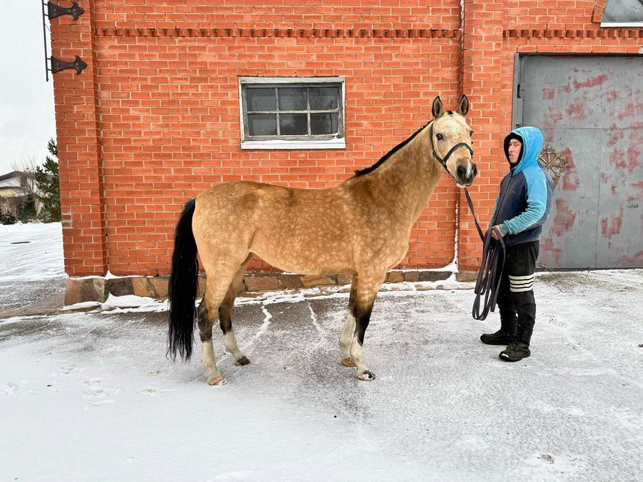 Продаётся лошадь