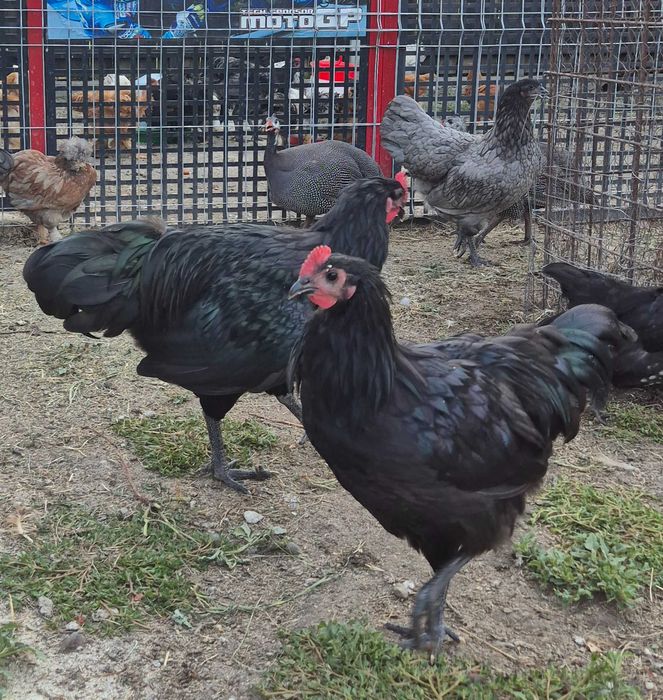 Vând cocoș rasa Australorp