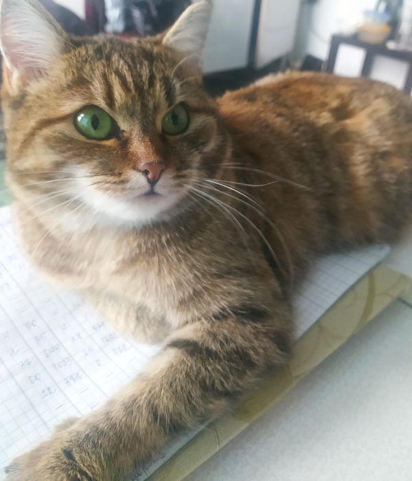 Стерилизованная кошка