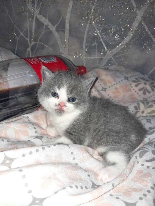 Шотландские котята,фолд и страйт