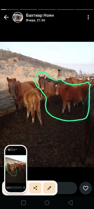 Продам 3 Кобыл с жеребятами