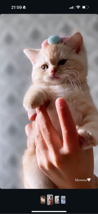 Отдам в добрые руки шотландскую кошку.