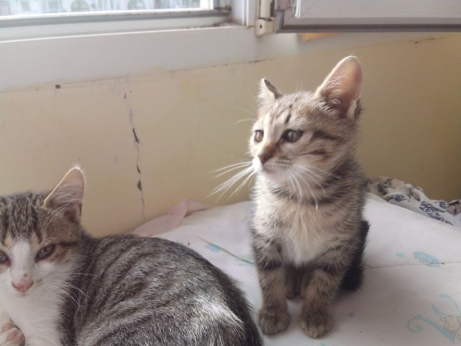 Подарявам  4 малки котенца Бургас