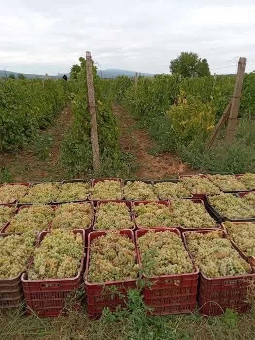 Vand struguri pentru vin ! Transport la domiciliu