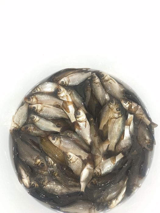 Продам живца, карася 5 -7 см.