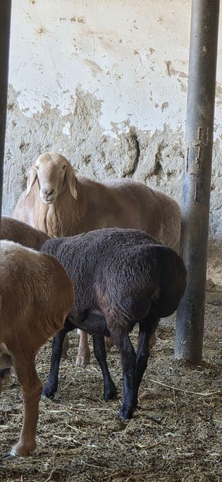 2 tish arashan qo'chqor sotiladi liniyasi bor