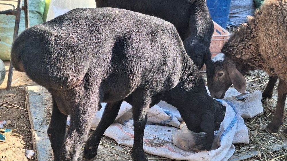 Arashan zotdor qòchqorlari