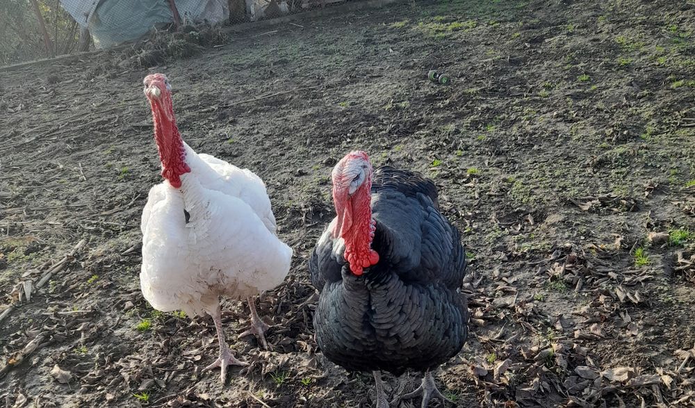 Vând 2 curcani alb și negru