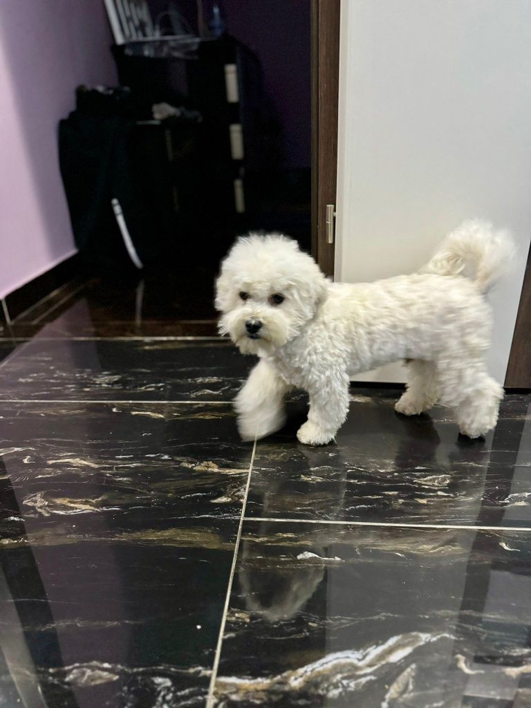 Vand bichon frise cu pedigree f.c.i