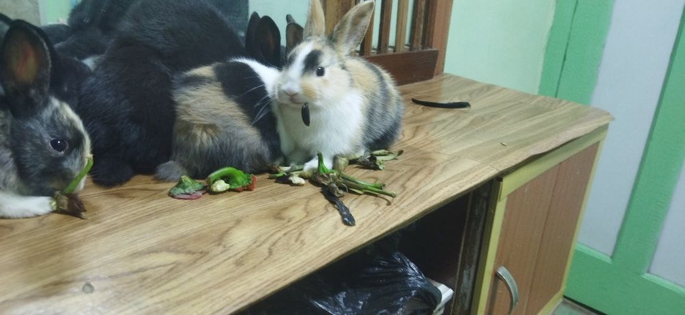 Quyon bollari sotiladi galland panda