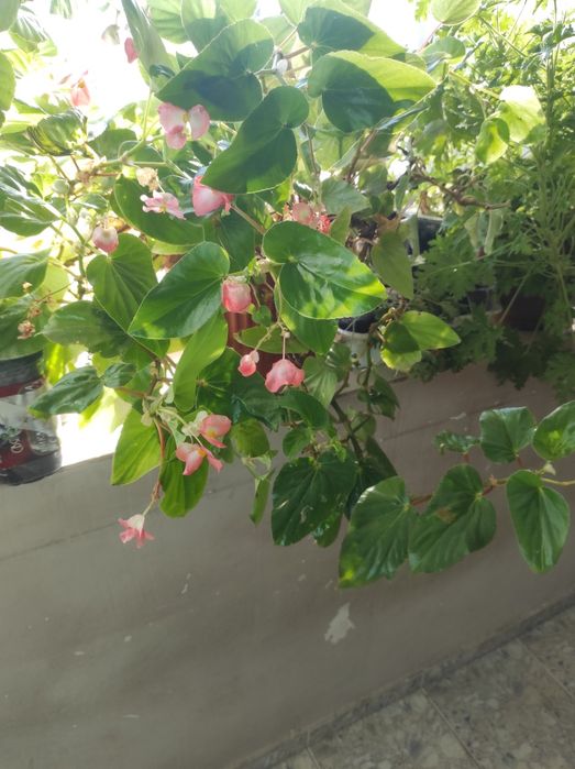 Цветя. Алое,саби,индрише и манго. Драконова бегон деия.