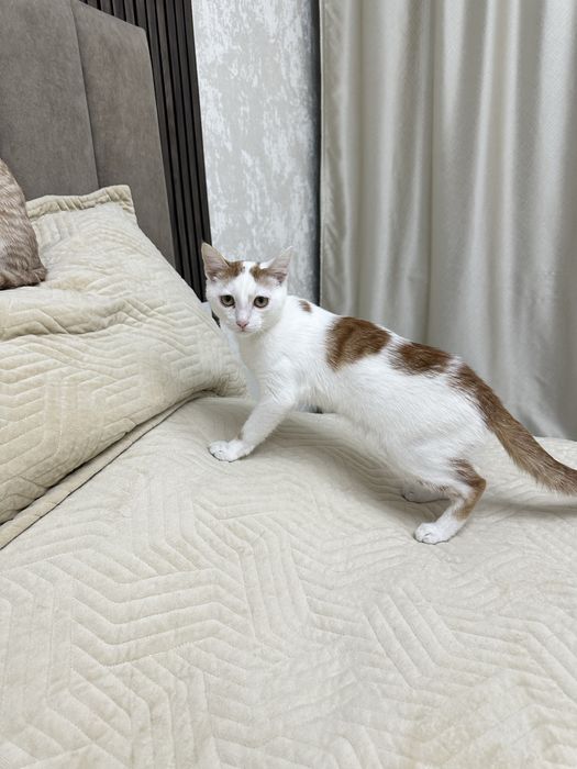 Ищет дом безумно милый маленький  красивый ласковый котик ))