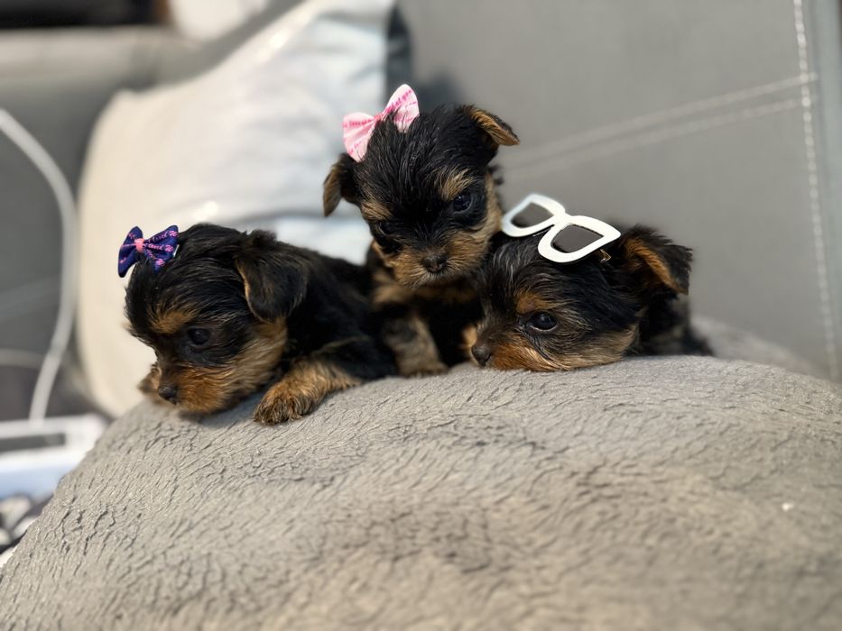 Йорки/Йоркширски териер