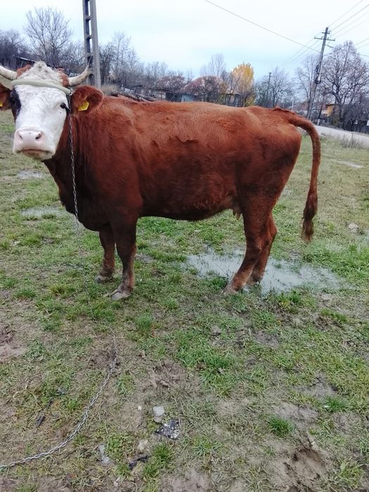 Vând vaca de lapte