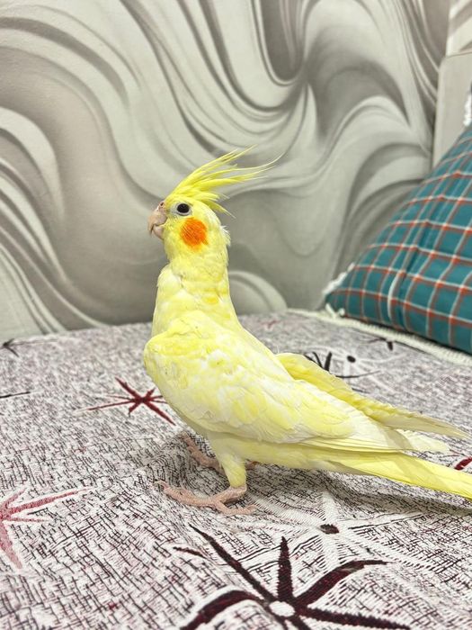 Продам попугаев корелла.  Остался 1