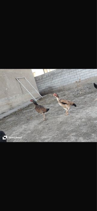 Дакан тауык сатылады