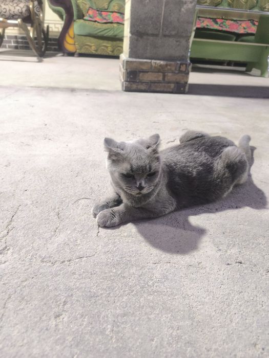 Мушук, Кошка Парода Шотландки 3 года