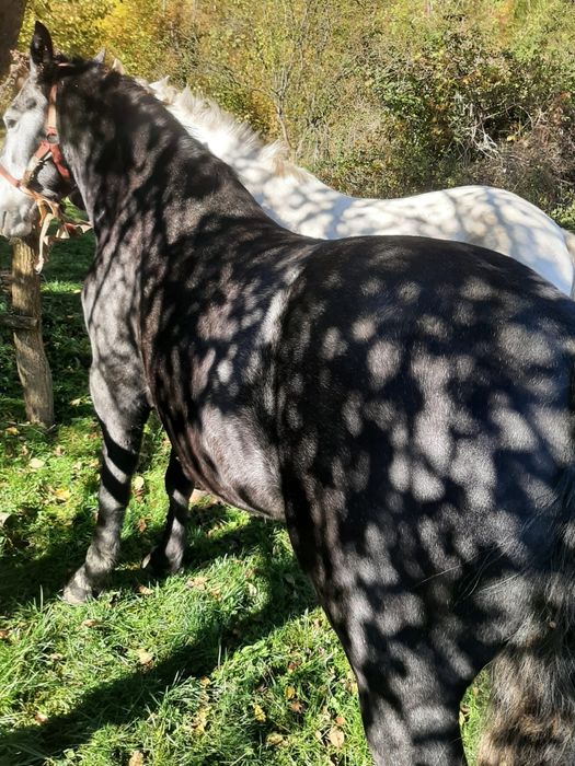 Vând cai de pădure!